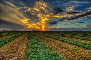 Hay Cropping